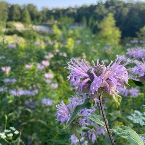 Meet your Posher, Zinnia